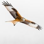 Rotmilan - Red Kite (Milvus milvus)