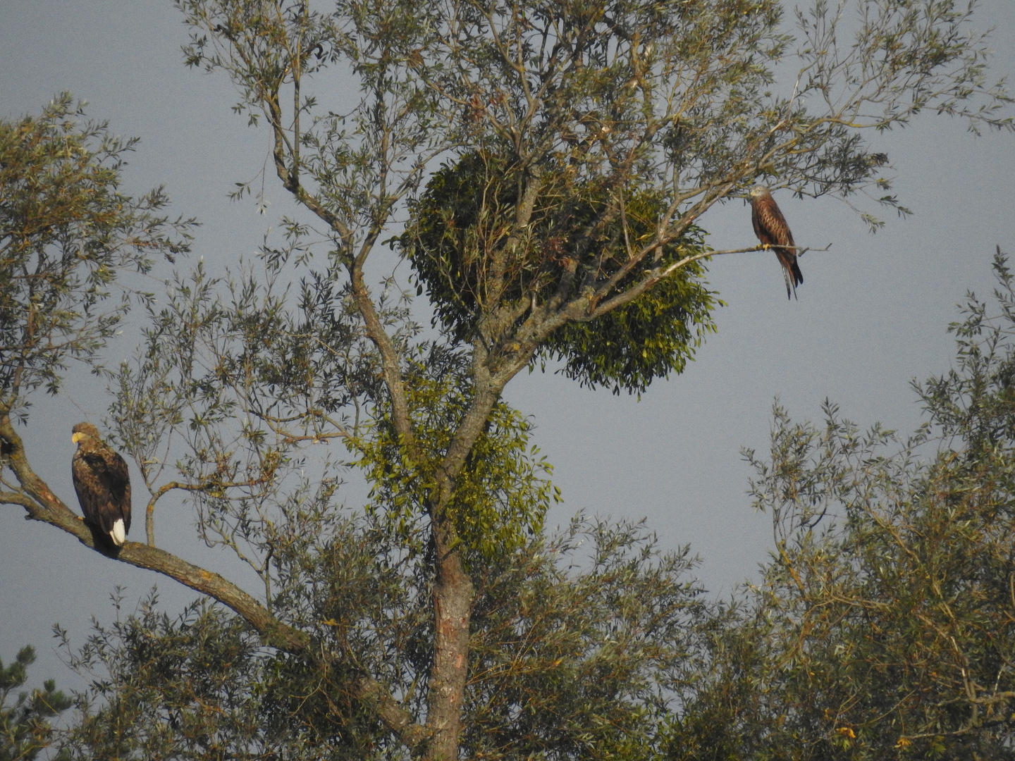 Rotmilan & Seeadler