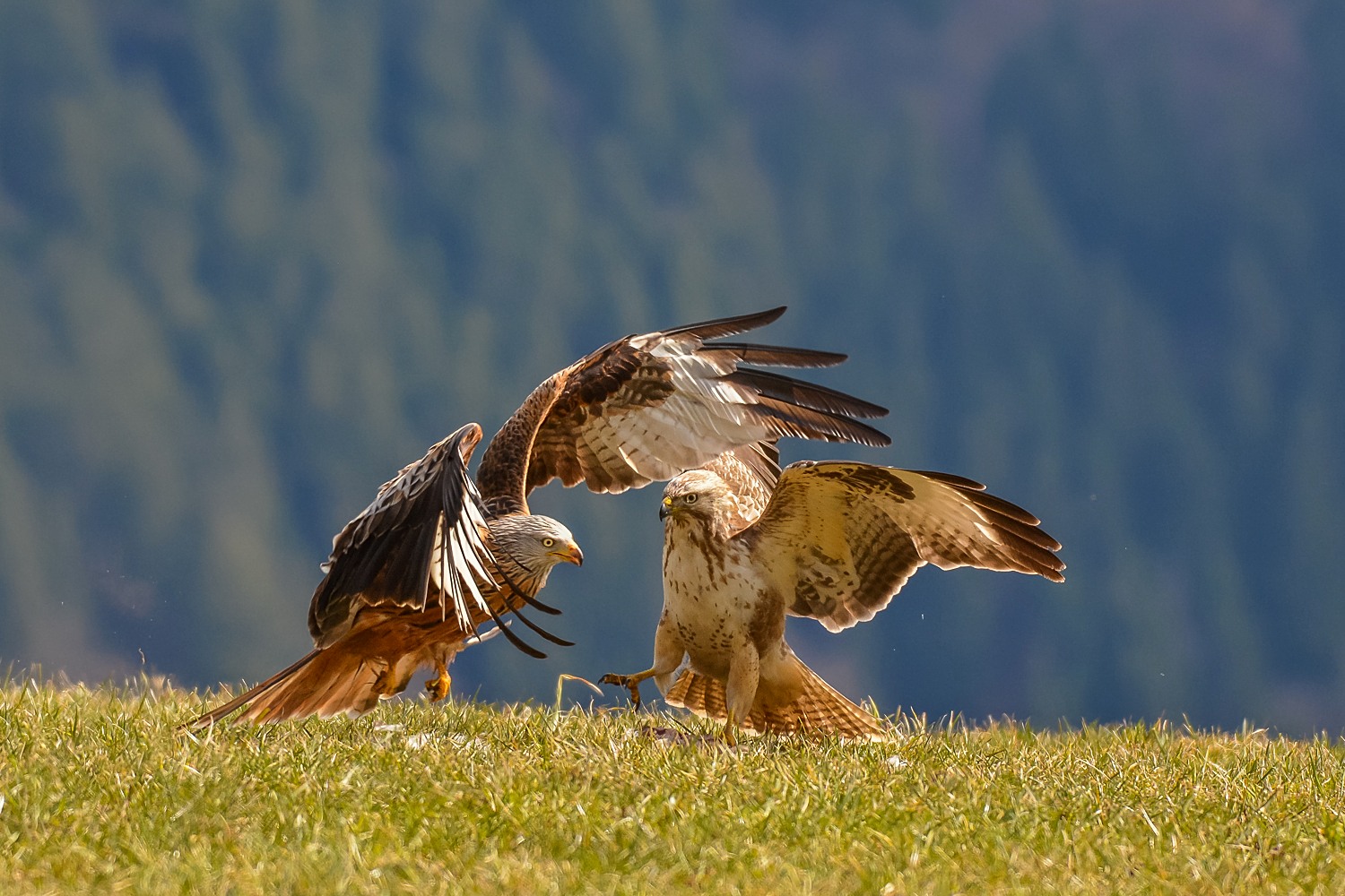 Rotmilan und Mäusebussard