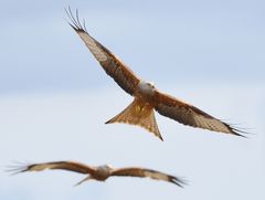 Rotmilane im Anflug