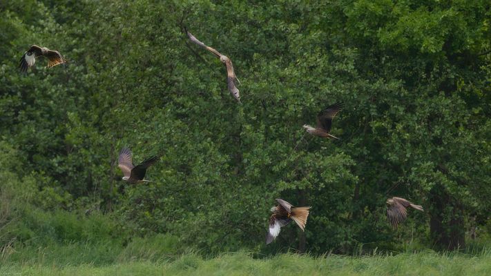 Rotmilane im Anflug  Teil 2
