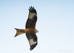 Rotmilane kommen zurück