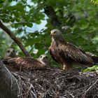 Rotmilanjunge mit Altvogel - fast flügge