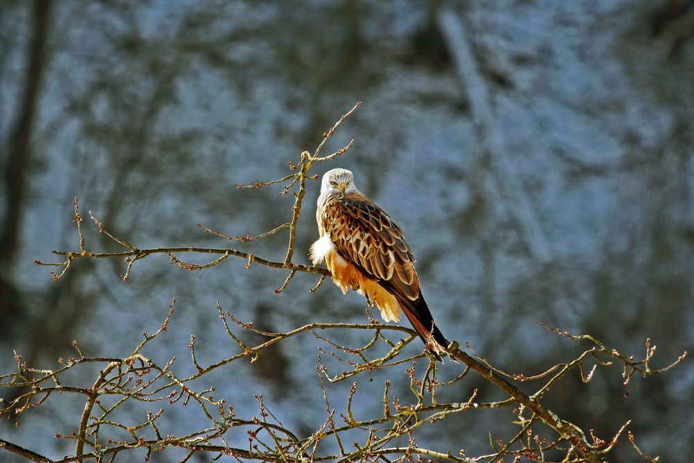 Rotmilan,Königsweihe, Milvus milvus