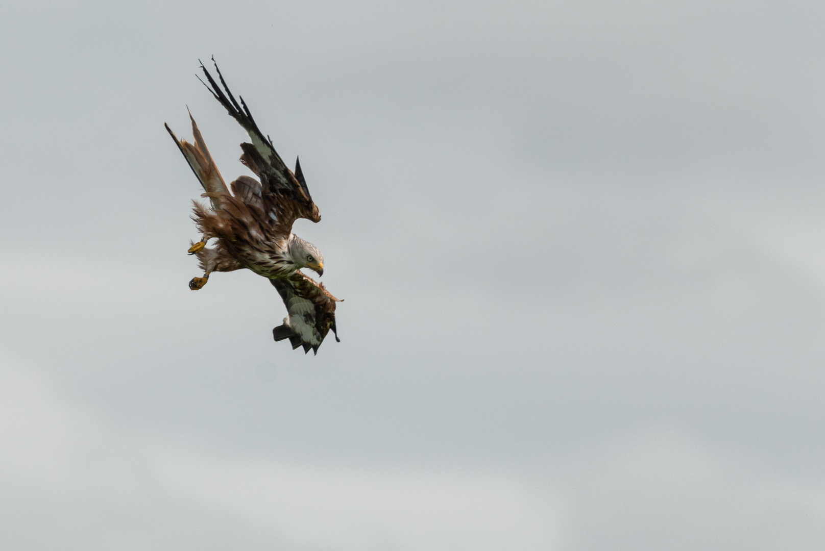 Rotmilan(Milvus milvus), Argaty, Schottland