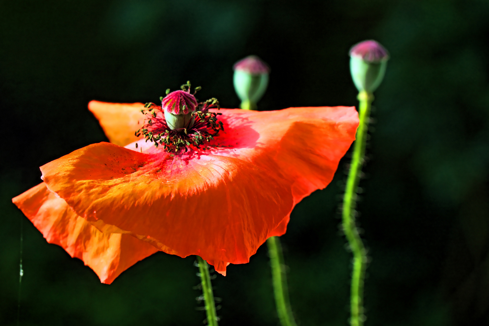 rotmohn