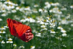 rot.mohn.weiß.