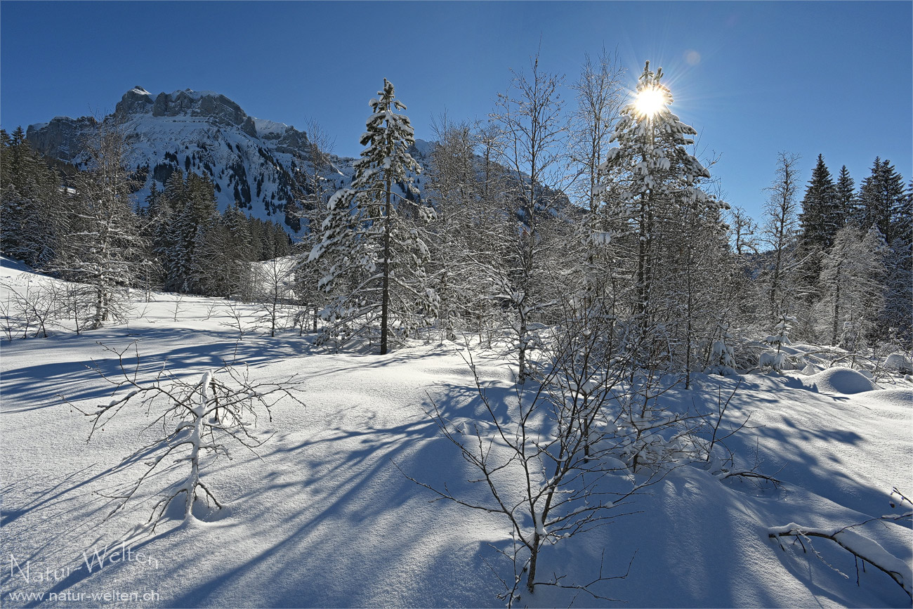 Rotmoos im Winterkleid