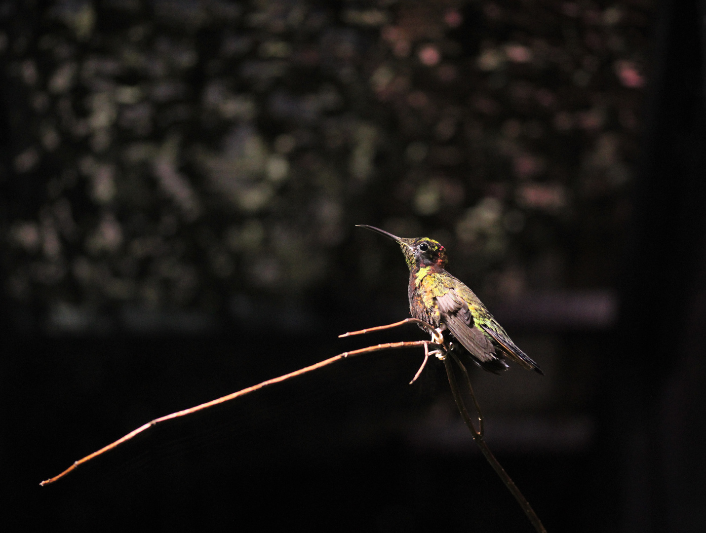 Rotnacken Topaskolibri 