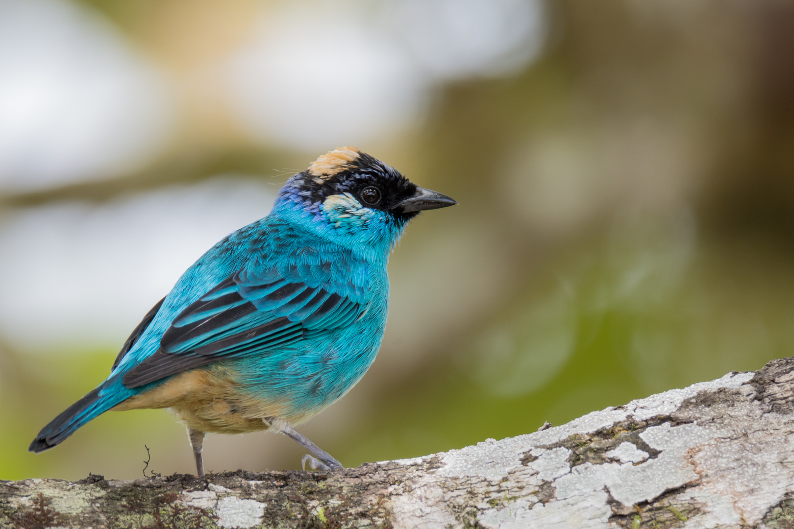 Rotnackentangare (Tangara ruficervix), Tandayapa , Ecuador