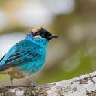 Rotnackentangare (Tangara ruficervix), Tandayapa , Ecuador