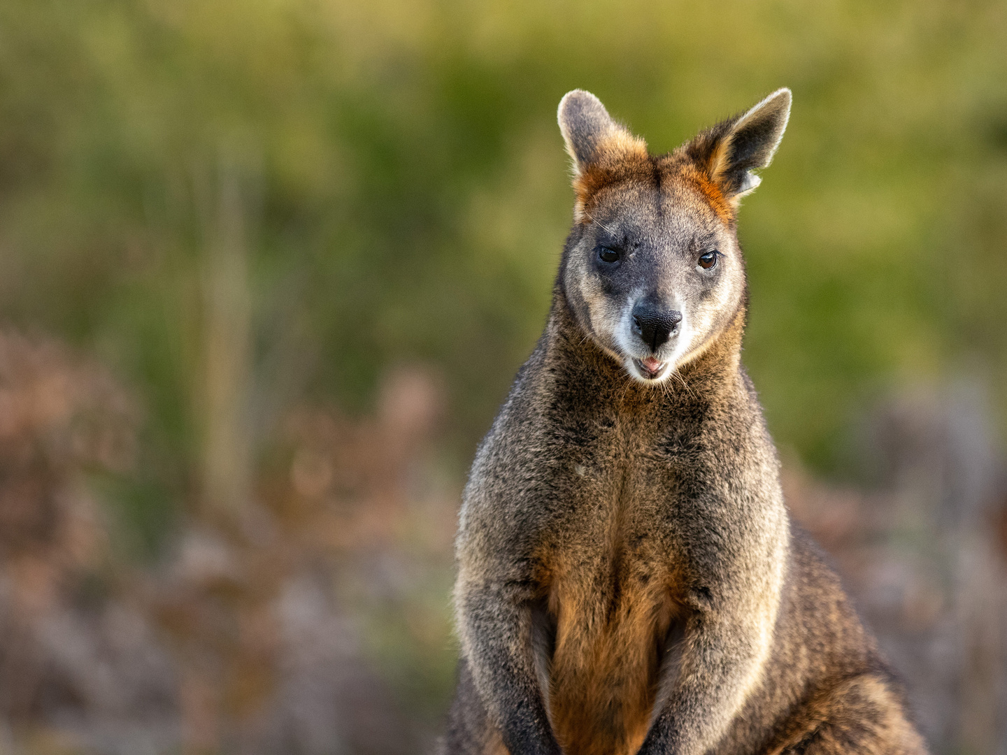 Rotnackenwallaby