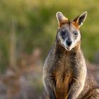 Rotnackenwallaby