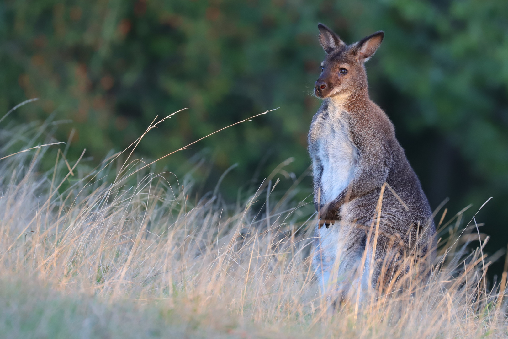 Rotnackenwallaby