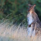 Rotnackenwallaby