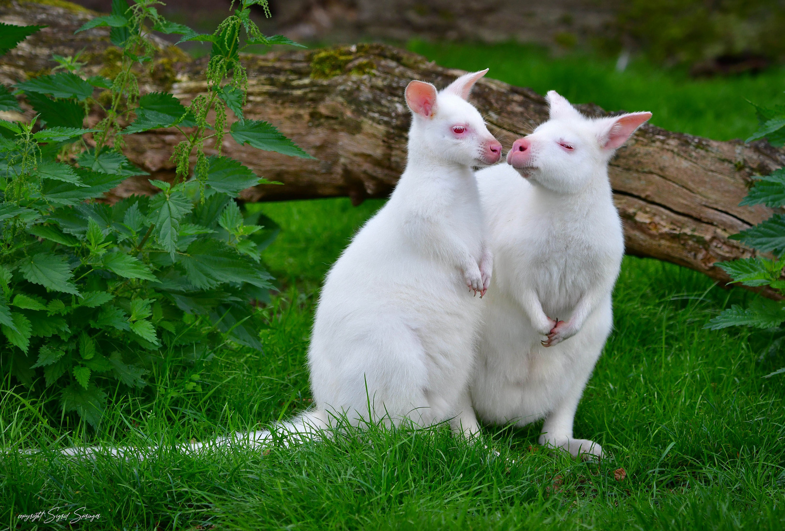 Rotnackenwallaby Albinos 