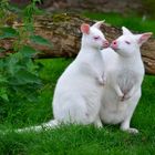 Rotnackenwallaby Albinos 