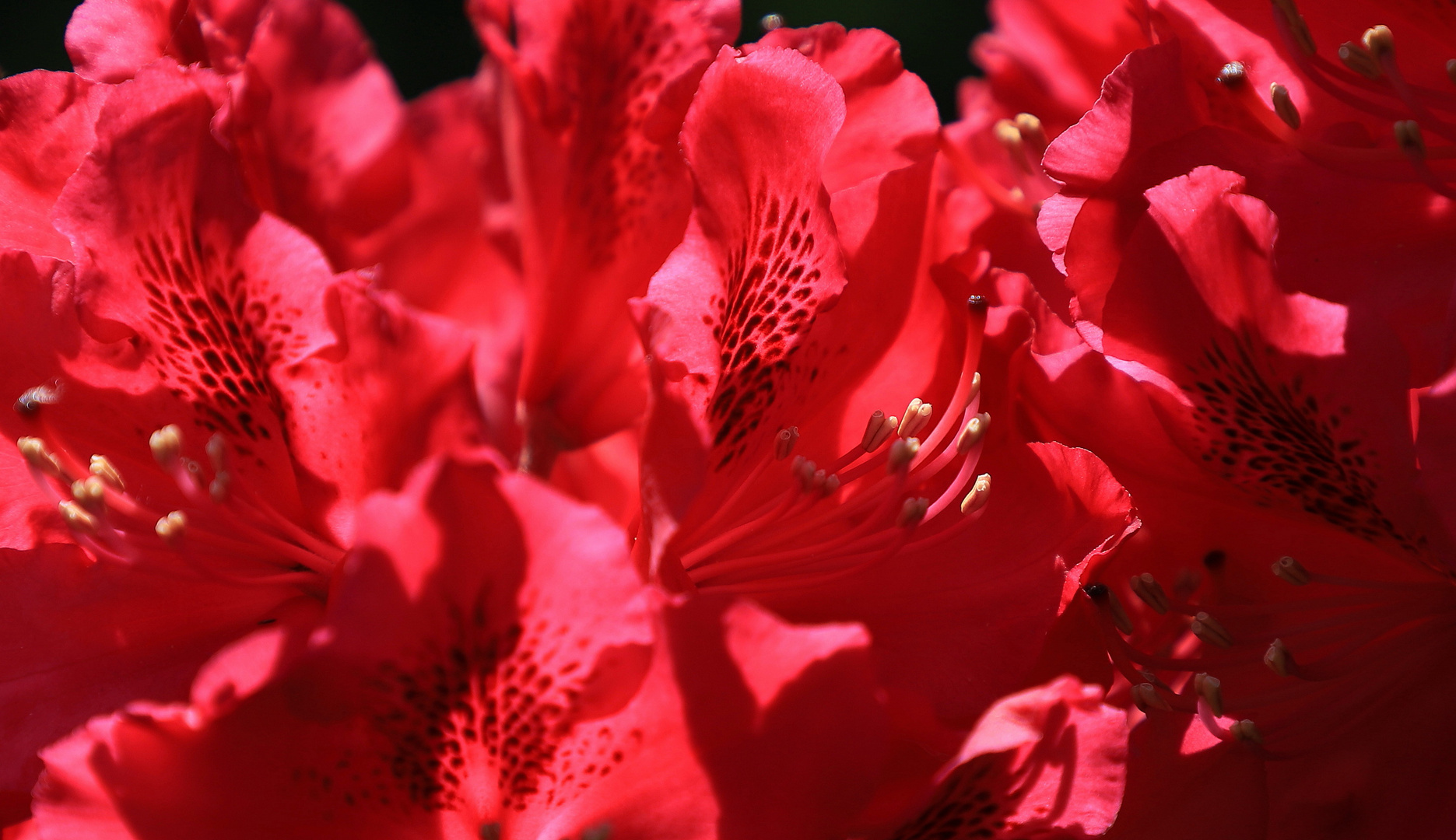 rotodendron