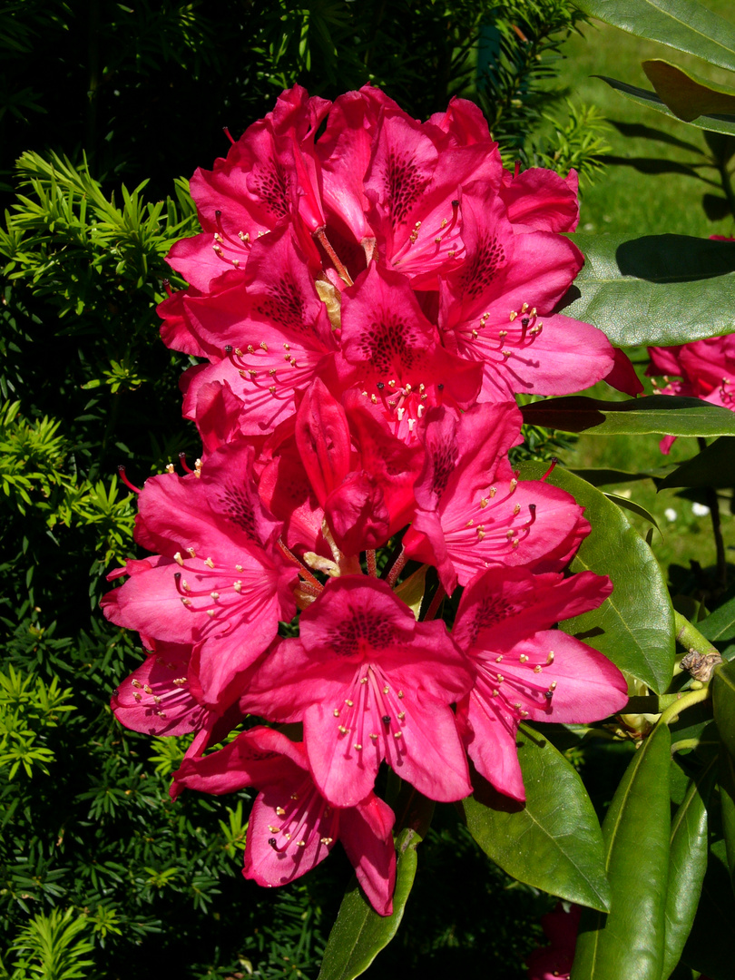 Rotodendronblüte.