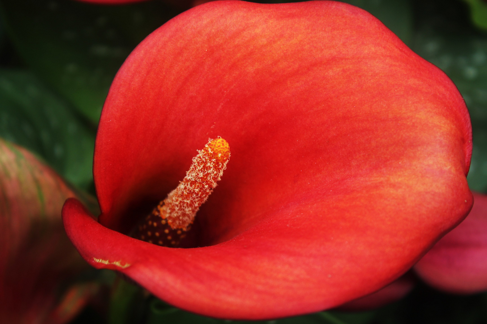 ROT/ORANGE  UND EDEL