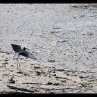 Rotorua; Neuseeland