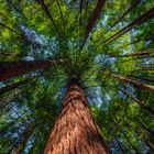 Rotorua Redwoods