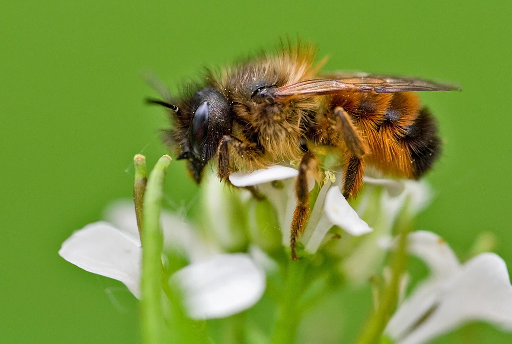 Rotpeltige Sandbiene