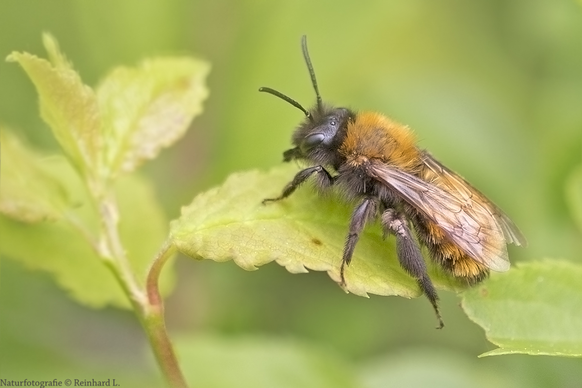 Rotpelzige Sandbiene Foto & Bild makro, frühling, natur Bilder auf