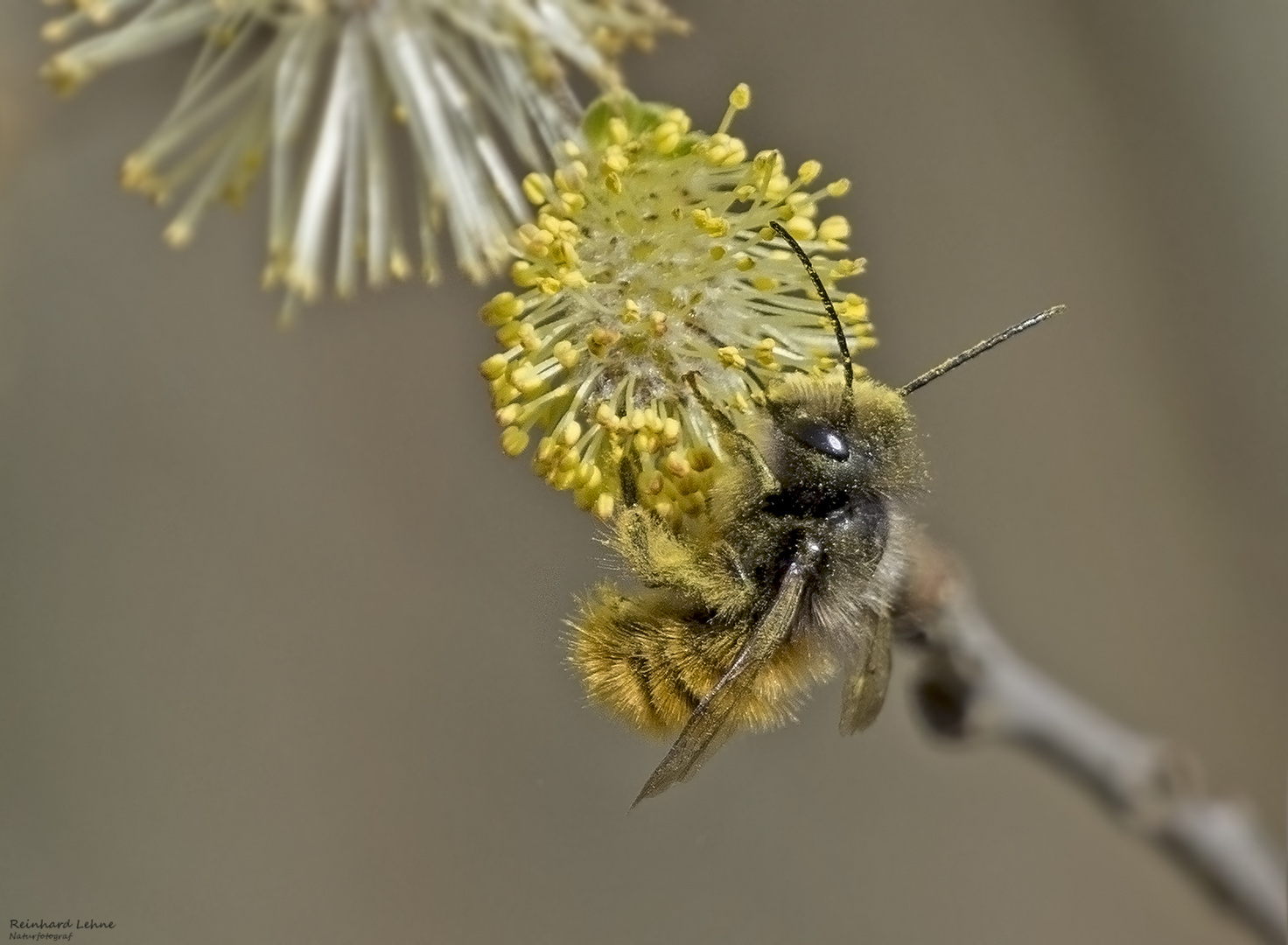 Rotpelzige Sandbiene an Salweidenblüte