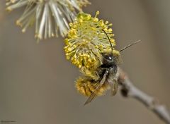 Rotpelzige Sandbiene an Salweidenblüte