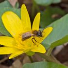  Rotpelzige Sandbiene an Scharbockskraut