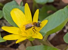  Rotpelzige Sandbiene an Scharbockskraut