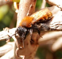 Rotpelzige Sandbiene (Andrena fulva)