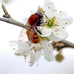 Rotpelzige Sandbiene (Andrena fulva)