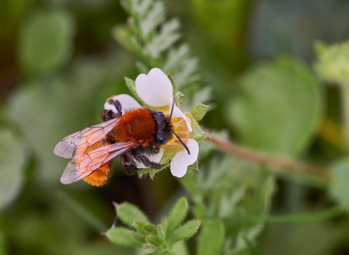 Rotpelzige Sandbiene (Andrena fulva) 