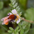 Rotpelzige Sandbiene (Andrena fulva) 