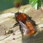 Rotpelzige Sandbiene (Andrena fulva)