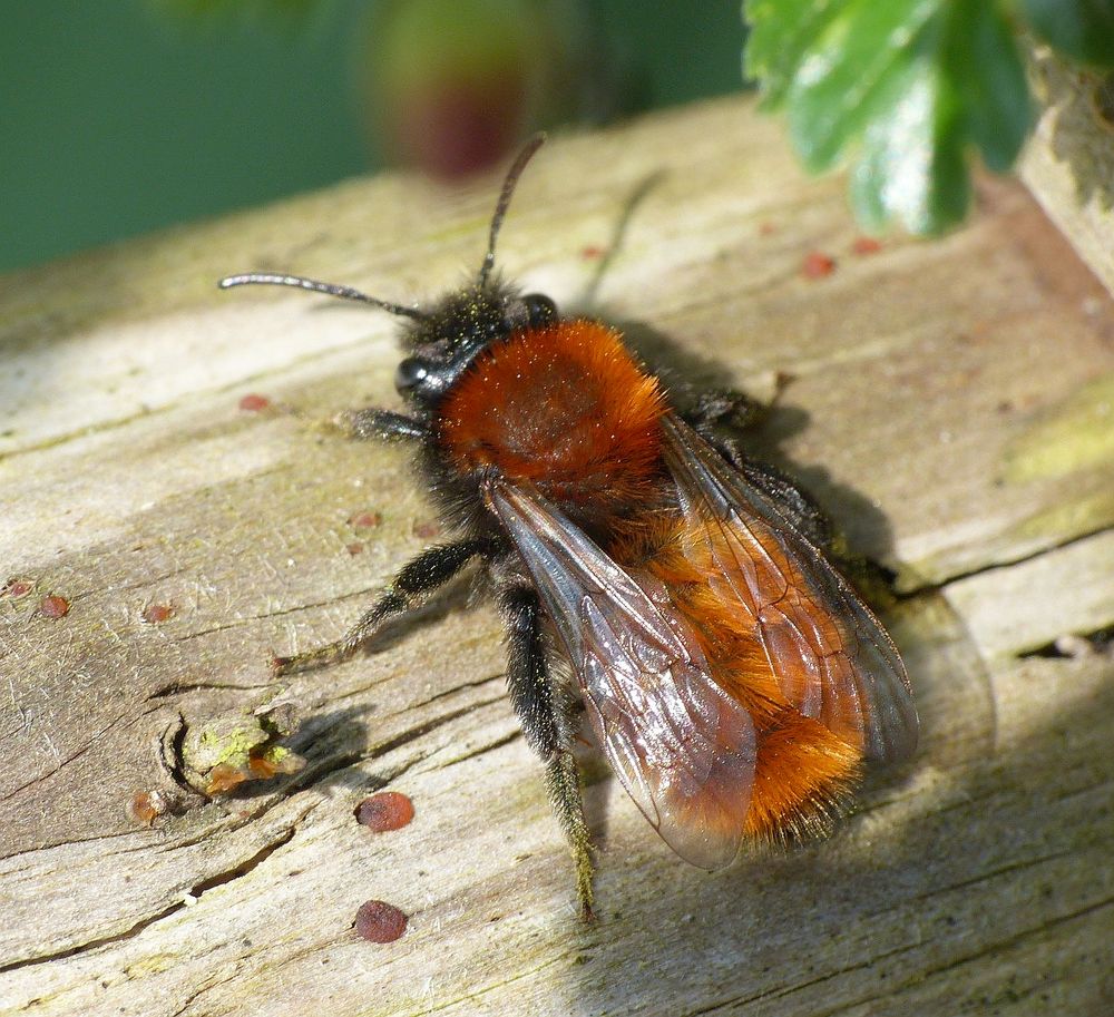 Rotpelzige Sandbiene (Andrena fulva)