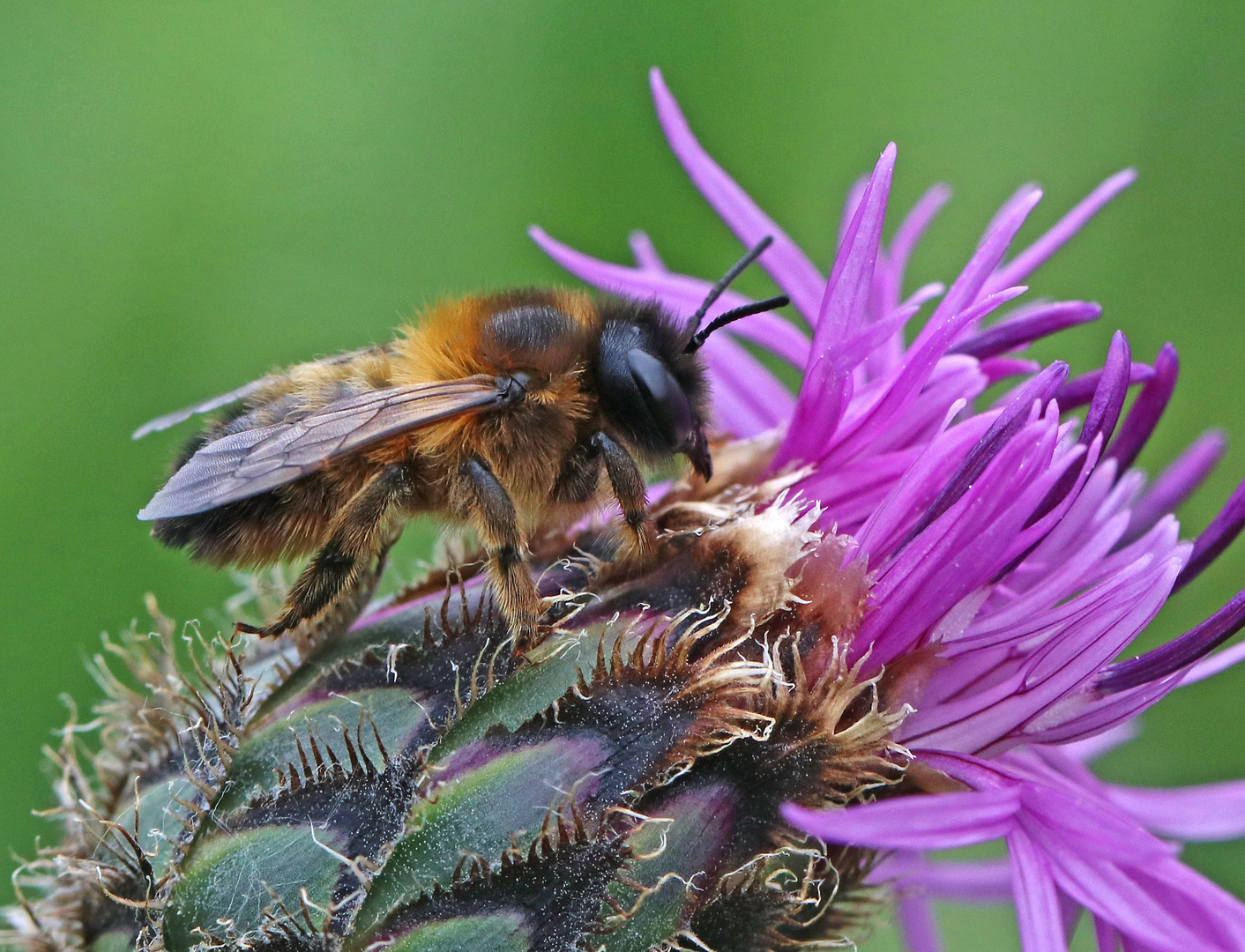 Rotpelzige Sandbiene (Andrena fulva) auf Distelblüte