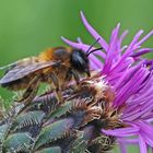 Rotpelzige Sandbiene (Andrena fulva) auf Distelblüte