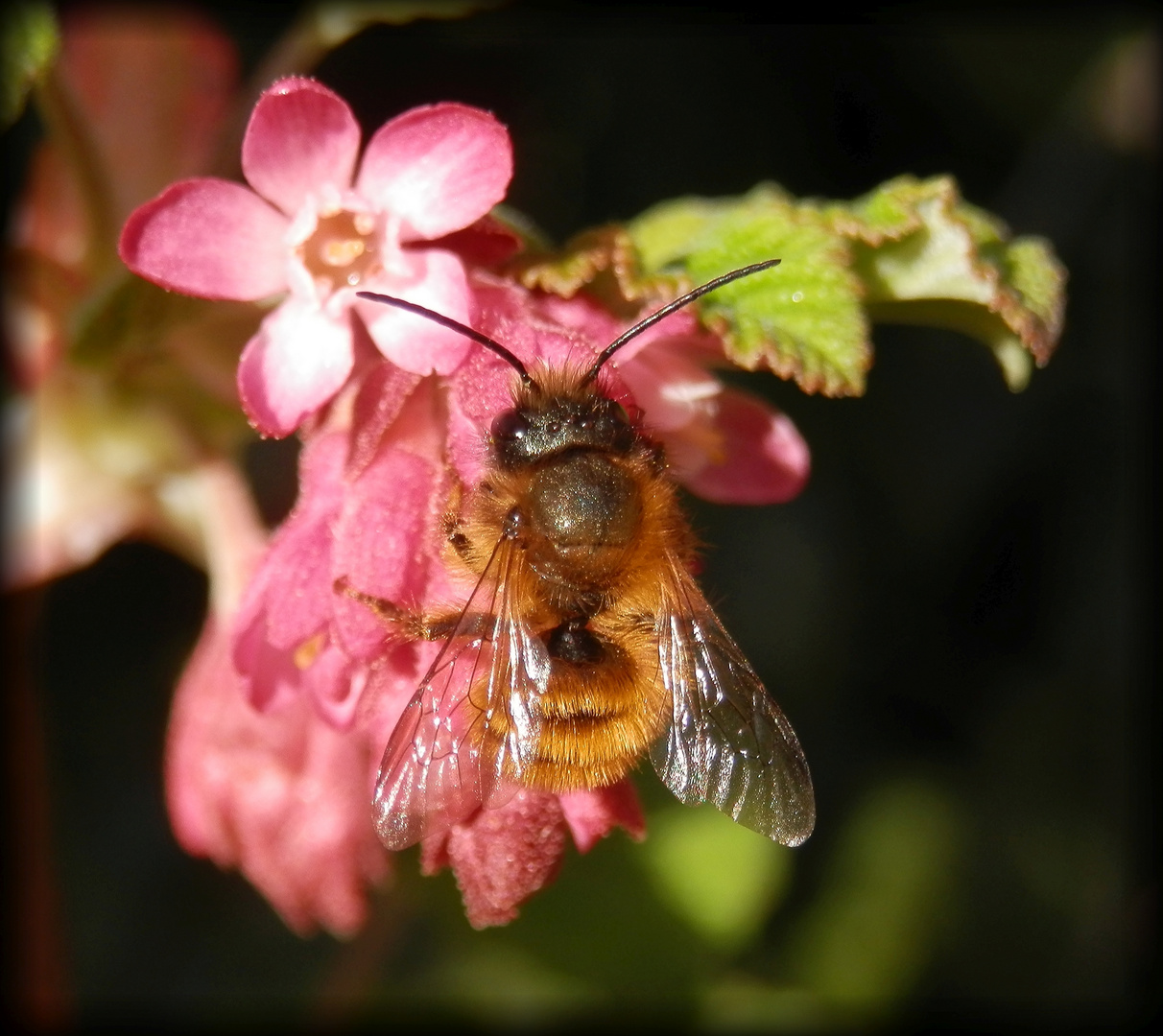 Rotpelzige Sandbiene (Andrena fulva) auf Zierjohannisbeere