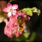 Rotpelzige Sandbiene (Andrena fulva) auf Zierjohannisbeere