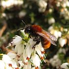 --- Rotpelzige Sandbiene oder Fuchsrote Sandbiene (Andrena fulva) ---