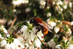 --- Rotpelzige Sandbiene oder Fuchsrote Sandbiene (Andrena fulva) ---