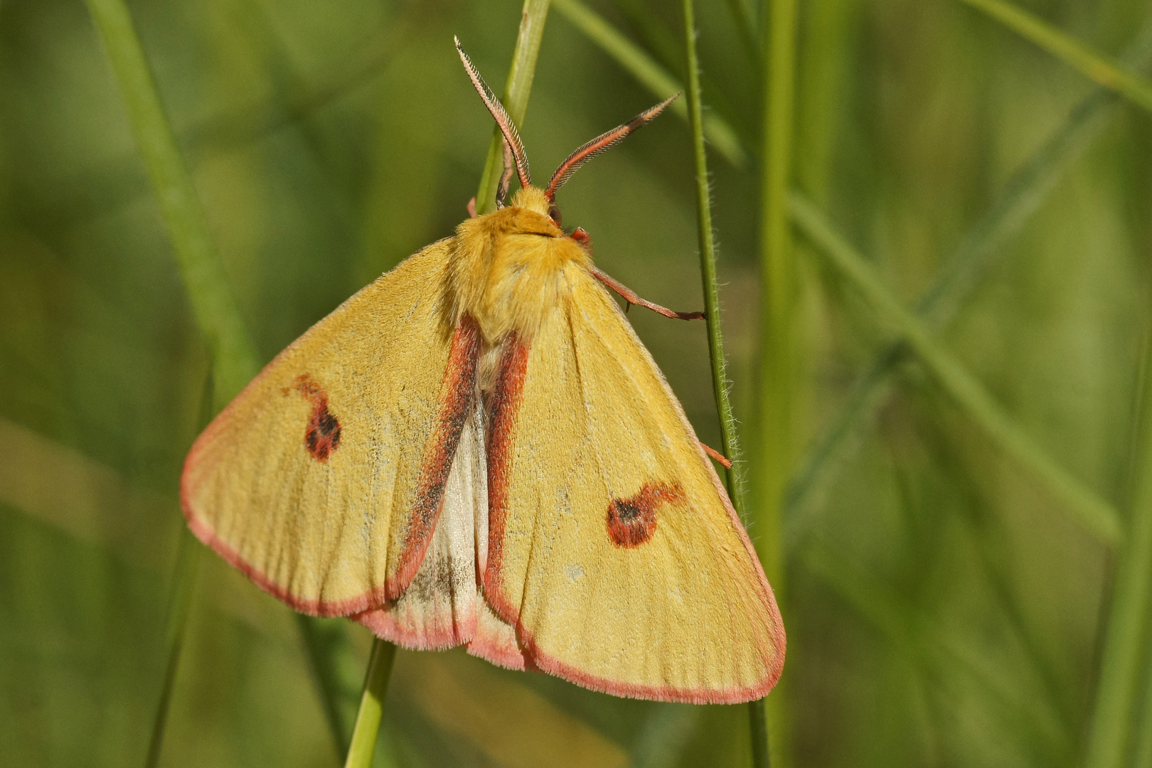 Rotrand-Bär (Diacrisia sannio), Männchen