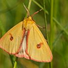 Rotrand-Bär (Diacrisia sannio), Männchen