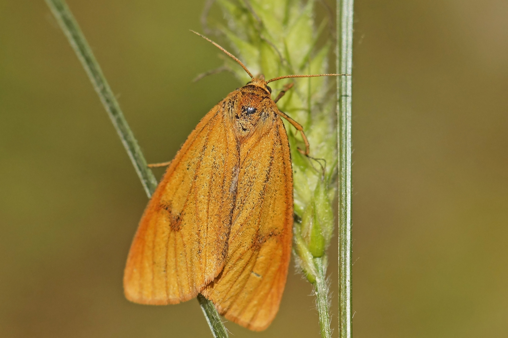 Rotrand-Bär (Diacrisia sannio), Weibchen