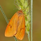 Rotrand-Bär (Diacrisia sannio), Weibchen