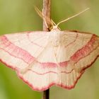 Rotrand-Spanner (Rhodostrophia vibicaria)