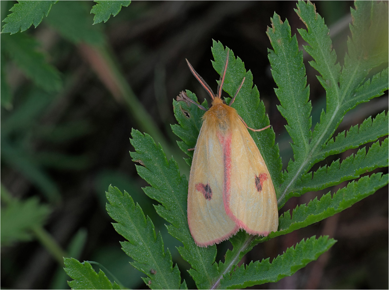 Rotrandbär (Diacrisia sannio)